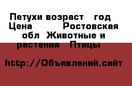 Петухи возраст 1 год › Цена ­ 500 - Ростовская обл. Животные и растения » Птицы   